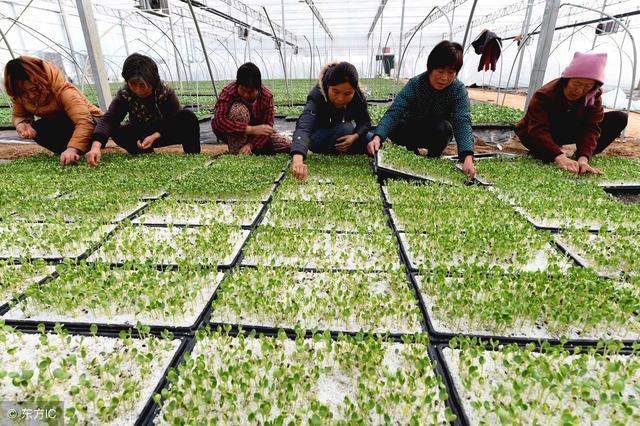 开云官网最新：目前市场前景较好的药材种植项目