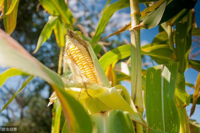 玉米种植技术及推广应用掌握这几个方法高产不是问题(图1)