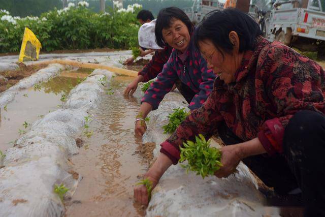 开云官网最新：春节临近农民开始关注节后种植9个“种植宝典”帮你解惑(图6)