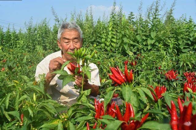 开云官网最新：春节临近农民开始关注节后种植9个“种植宝典”帮你解惑(图7)