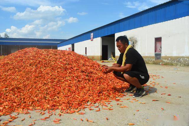 开云官网最新：春节临近农民开始关注节后种植9个“种植宝典”帮你解惑(图3)