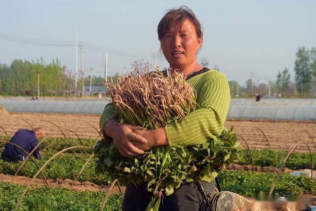 开云官网最新：春节临近农民开始关注节后种植9个“种植宝典”帮你解惑(图4)