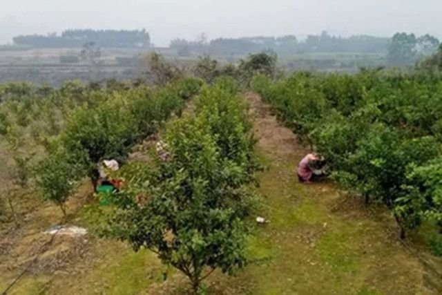 柑橘的种植难度不是很大记住这几个关键点事半功倍好管理(图1)