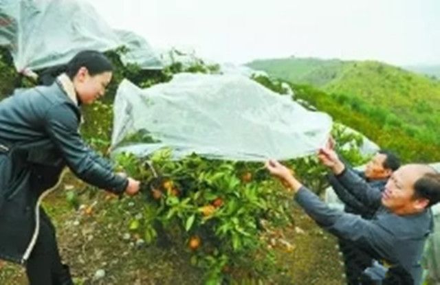 柑橘的种植难度不是很大记住这几个关键点事半功倍好管理(图2)