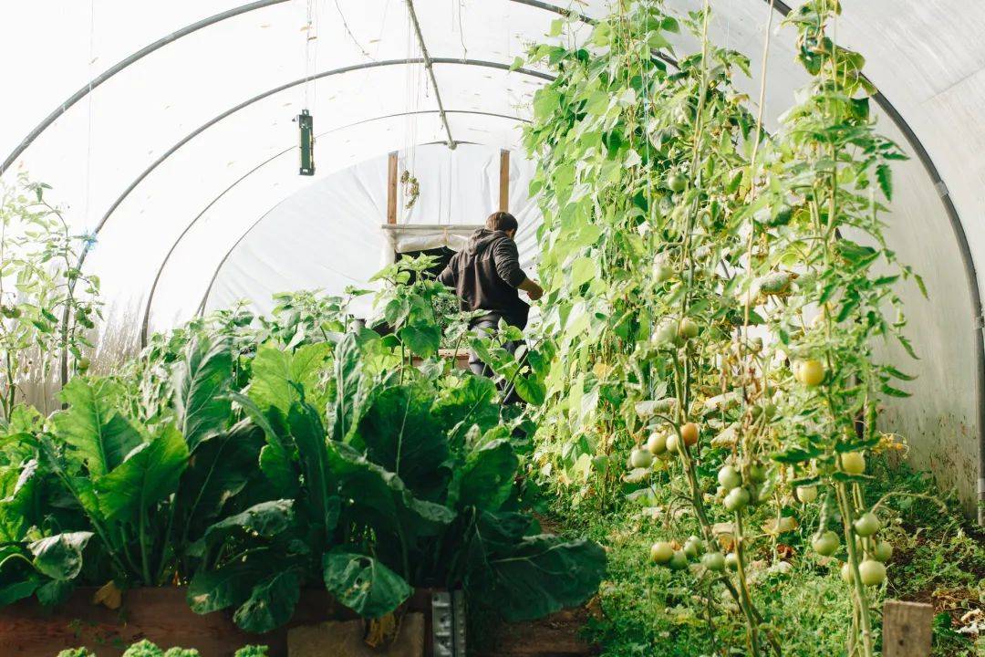 浅析有机蔬菜种植技术要点＆发展对策(图4)