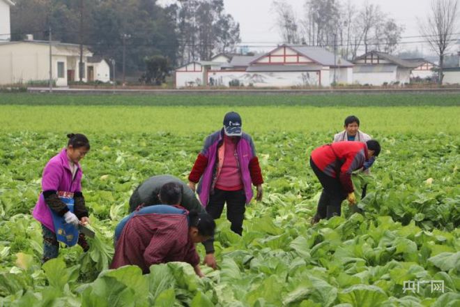 开云平台APP官网：一犁新雨破春耕｜ “一采一收”轮番耕种 眉山夯实粮食根基(图1)