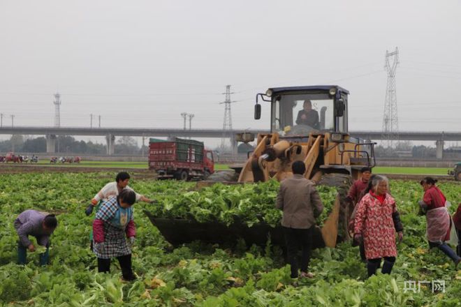 开云平台APP官网：一犁新雨破春耕｜ “一采一收”轮番耕种 眉山夯实粮食根基(图3)