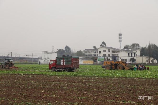 开云平台APP官网：一犁新雨破春耕｜ “一采一收”轮番耕种 眉山夯实粮食根基(图2)