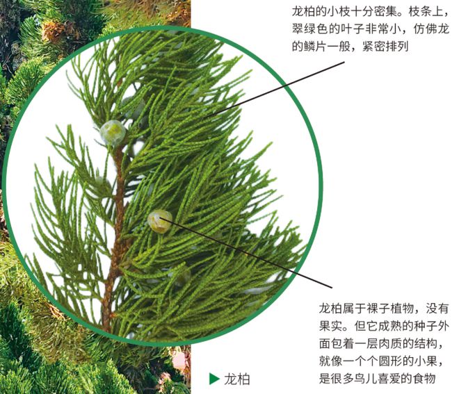 科学探秘 一起来寻龙这些“龙字辈”植物你知道吗？(图1)