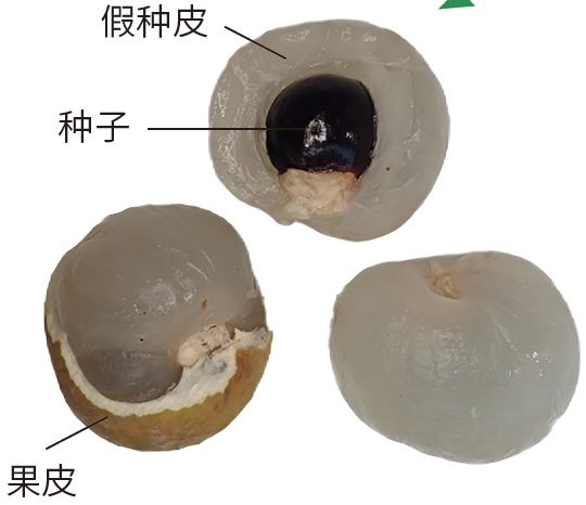 科学探秘 一起来寻龙这些“龙字辈”植物你知道吗？(图6)