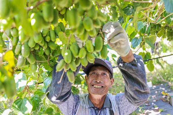 视频 特色种植助农增收(图1)