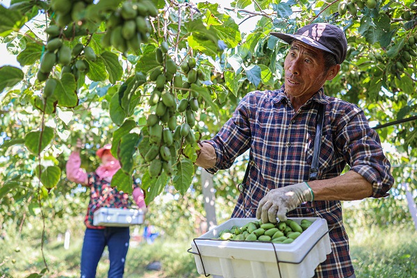 视频 特色种植助农增收(图2)