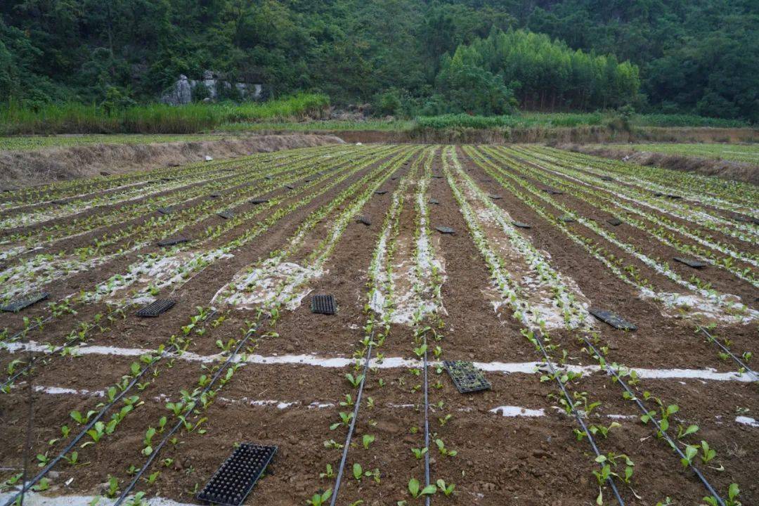 抢抓好时节秋冬种植忙(图1)