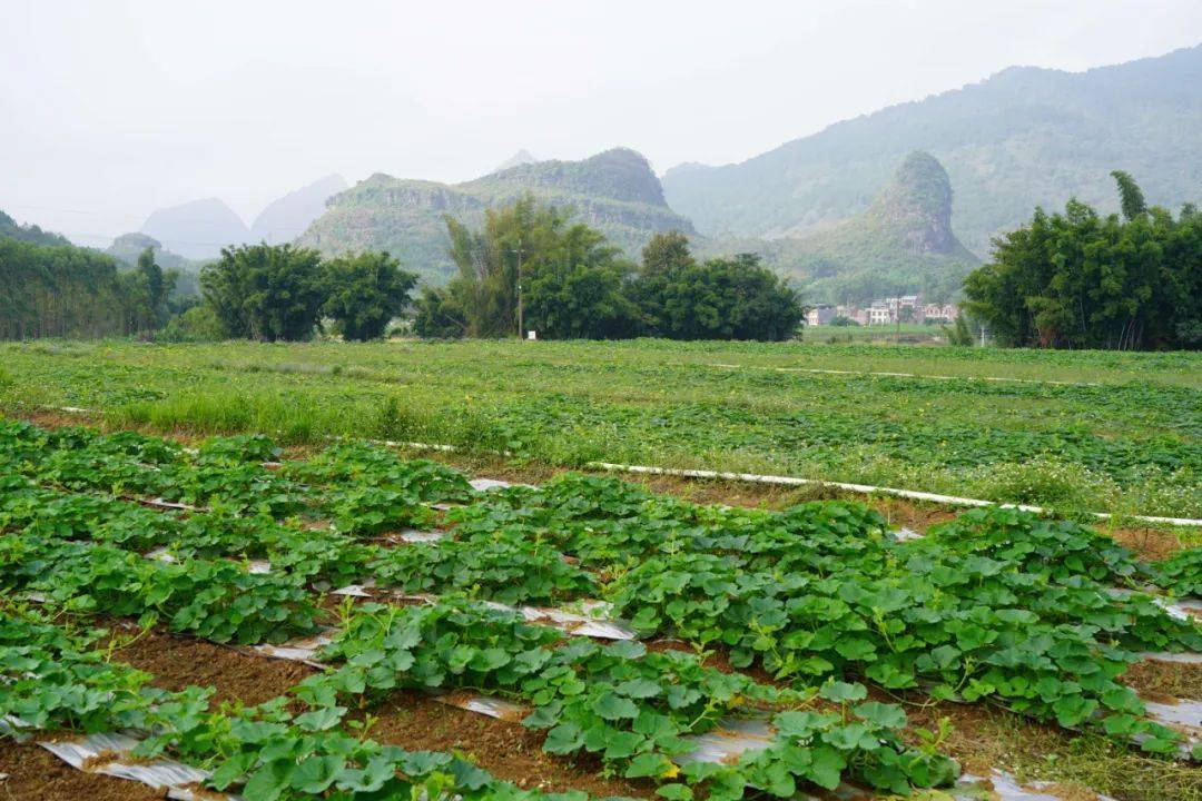 抢抓好时节秋冬种植忙(图3)