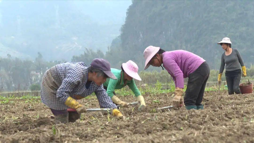 开云平台APP下载：抢抓时节！平桂描绘了一幅生机盎然的“春耕图”(图1)