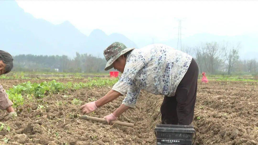 开云平台APP下载：抢抓时节！平桂描绘了一幅生机盎然的“春耕图”(图2)