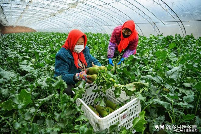 头伏萝卜二伏芥到了三伏种白菜萝卜白菜到底什么时间种(图2)