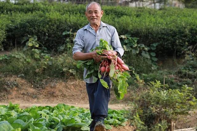 不打农药、不施化肥这种“古法种植法”带来了……(图10)