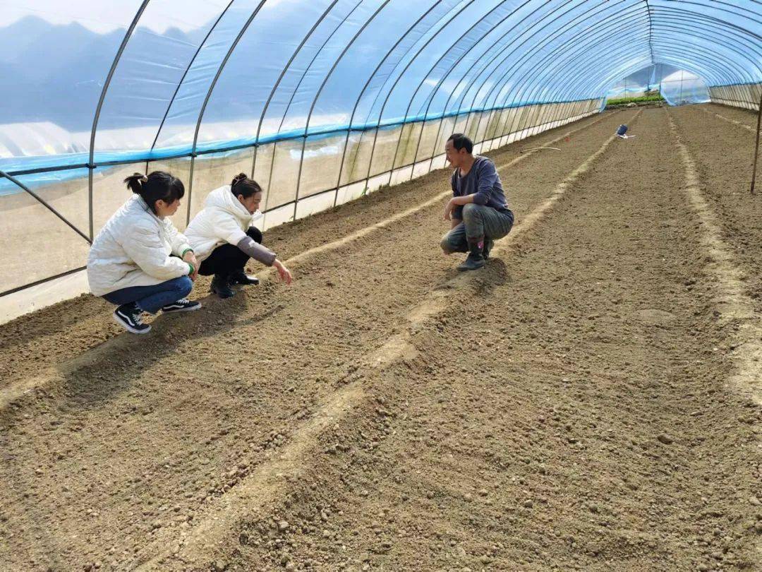 开云官网最新：春耕好时节 蔬菜种植忙(图2)