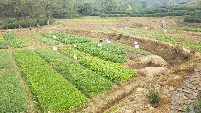 不打农药、不施化肥这种“古法种植法”带来了……(图1)