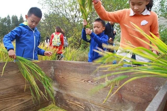 不打农药、不施化肥这种“古法种植法”带来了……(图4)