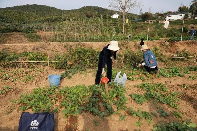 不打农药、不施化肥这种“古法种植法”带来了……(图5)