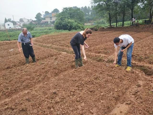 不打农药、不施化肥这种“古法种植法”带来了……(图6)