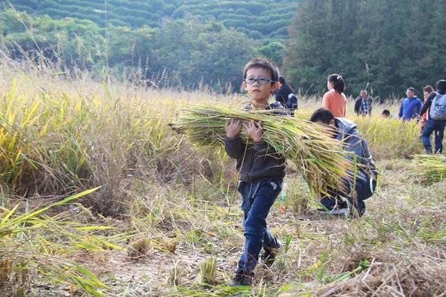 不打农药、不施化肥这种“古法种植法”带来了……(图8)