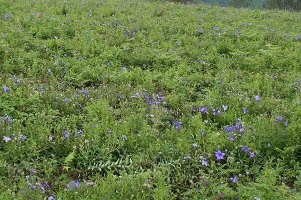 目前市场前景较好的5种药材种植项目市场需求量大利润高(图1)