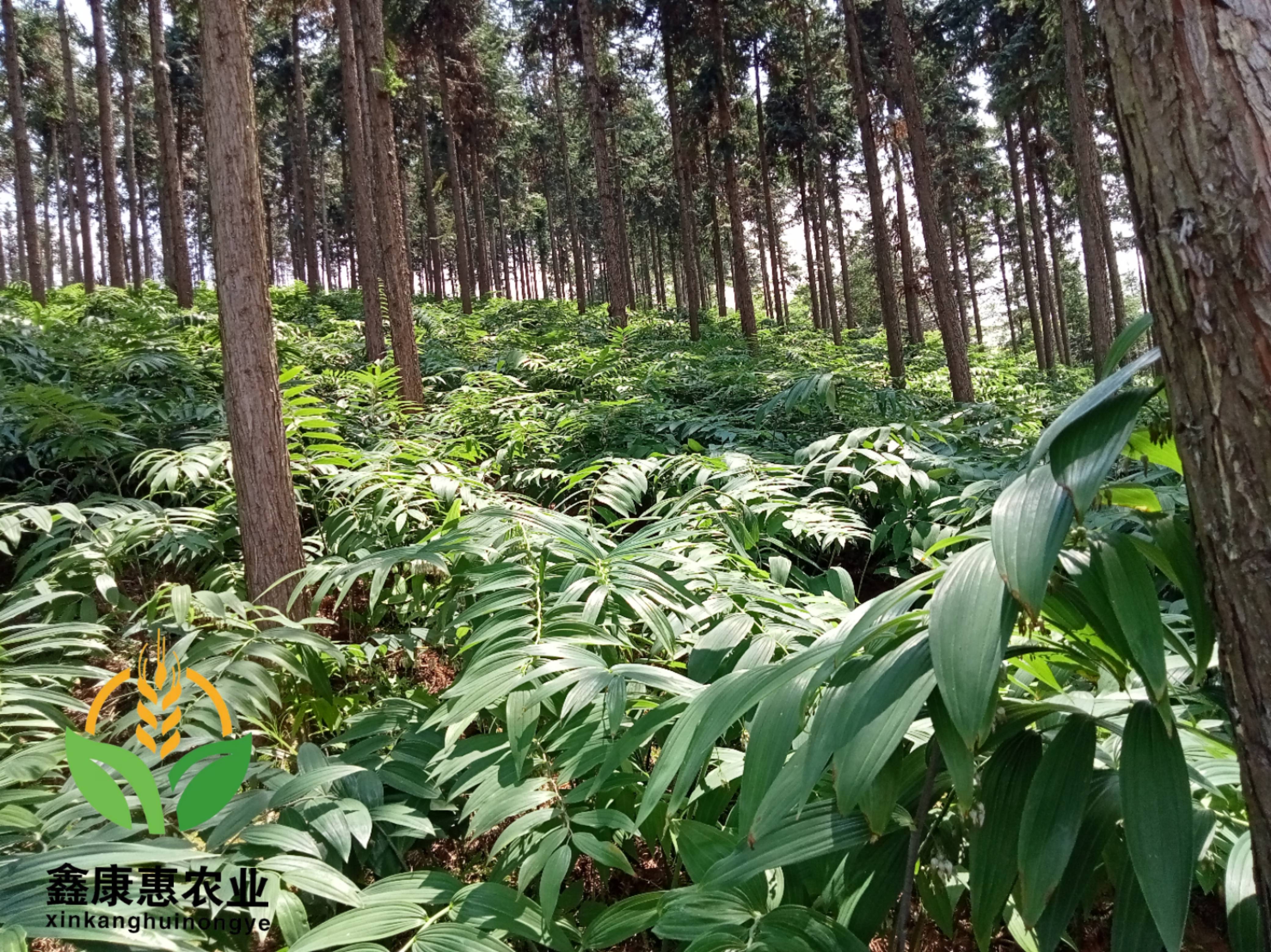 中药材种植发展现状及趋势(图1)