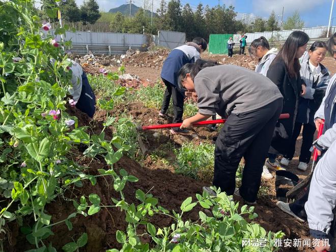 开云平台APP官网：荥经县严道第一初级中学开展“种花种梦想·劳动促成长”花卉种植活动(图1)