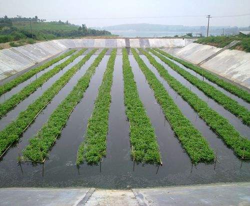 农村种植致富项目