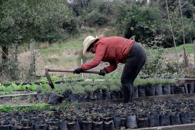 农业种植致富项目推荐(图4)