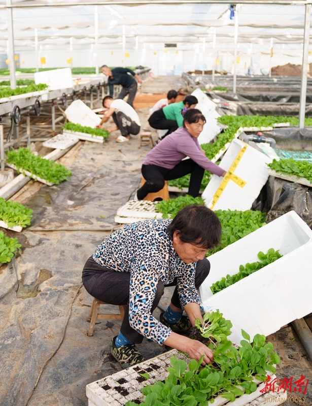 种植秋冬蔬菜 - 资讯 - 新湖南(图1)