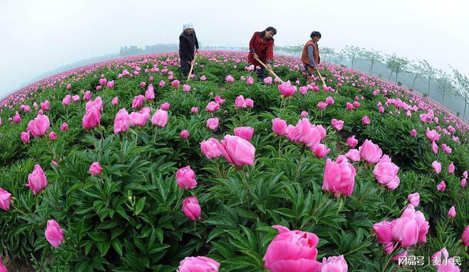 农村都适合种植什么中药材! 中药材种植的风险有哪些!(图1)