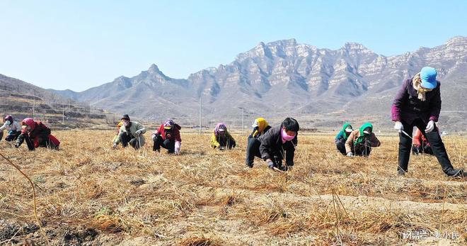 农村都适合种植什么中药材! 中药材种植的风险有哪些!(图3)