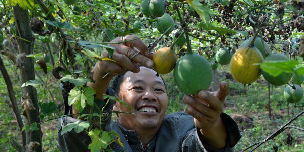 开云官网最新：农民在农村种植致富1年挣30万他分享农业经验欢迎收藏！(图3)