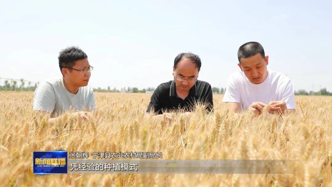 塔城试推小麦种植新技术粮食增产绘新篇