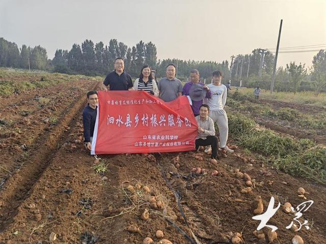 解码“泗水地瓜”①一条品牌助农的地瓜全产业链在泗水大地蓬勃“生长”(图3)