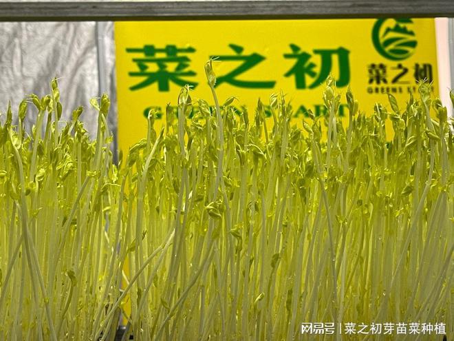 开云官网最新：菜之初芽苗菜之冬季怎样无土栽培芽苗菜(图1)