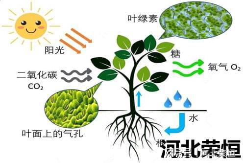 开云官网最新：绿色种植基础在哪里(图3)