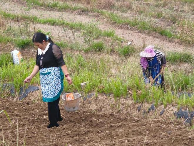 关岭：推广大豆玉米带状复合种植 助力农业增效农民增收(图2)