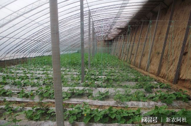 现在做蔬菜种植怎么样大棚每亩成本为8000元左右(图2)