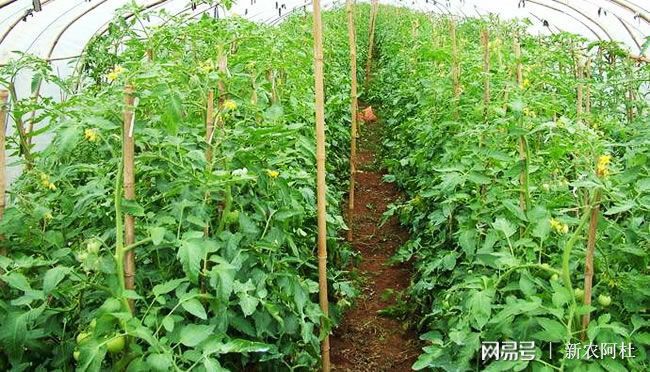 现在做蔬菜种植怎么样大棚每亩成本为8000元左右(图1)