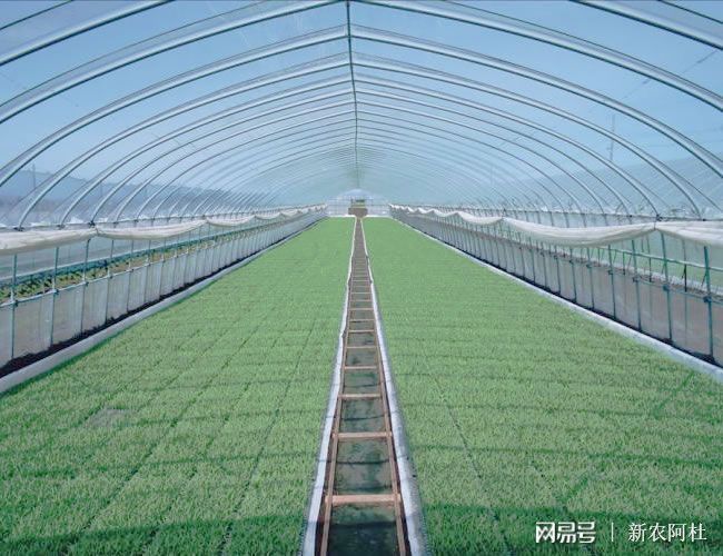 现在做蔬菜种植怎么样大棚每亩成本为8000元左右(图4)