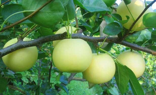 农村常见的果树味道甘甜解渴并具有大疗效该如何管理种植呢(图4)