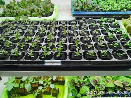 无土栽培助力每个有种植需求的家庭实现蔬菜自给自足(图1)