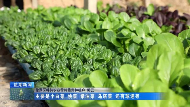 盆开云官网入口栽蔬菜引领种植新方向(图1)