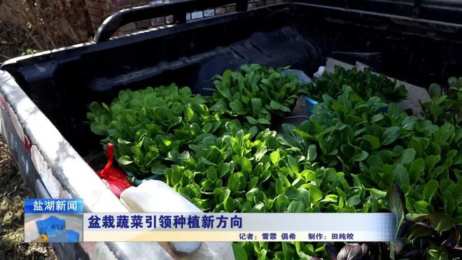 盆开云官网入口栽蔬菜引领种植新方向(图6)