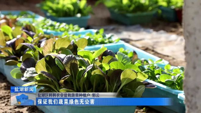 盆开云官网入口栽蔬菜引领种植新方向(图5)